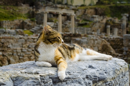 Cat lies on the ruins of Ephesus, Turkeyの写真素材