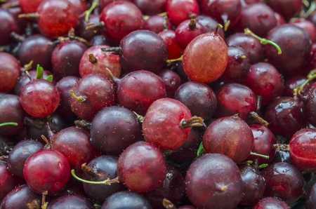 Heap appetizing of freshly collected gooseberry closeupの写真素材