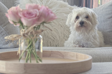 Little dog sitting on couch - focus on dog