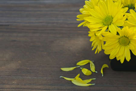 Closeup of yellow chrysanthemum flowers with copy space - selective focusの写真素材