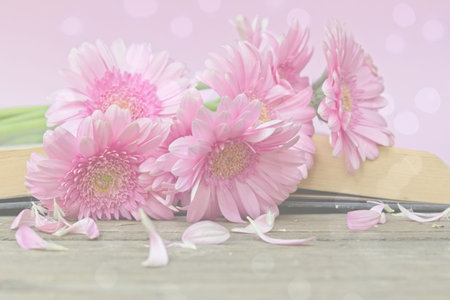 Closeup of Pink flowering chrysanthemums on a book with copy spaceの写真素材