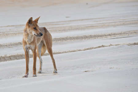 Australian dingo on the beach at Fraser Island.の写真素材