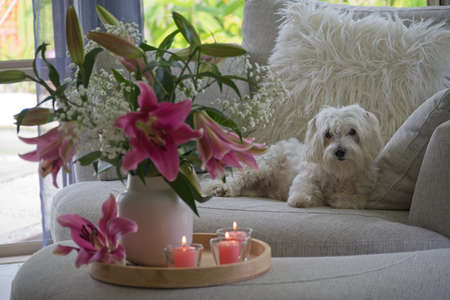 Spoiled Maltese dog sitting on couch.の写真素材