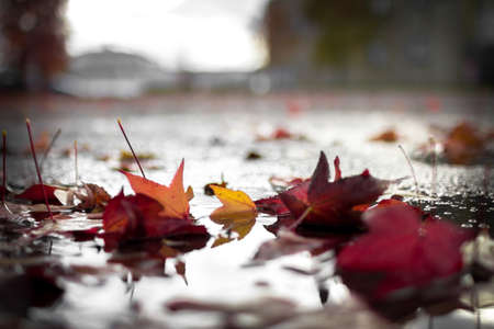 Autumn leaves lie in a puddleの写真素材