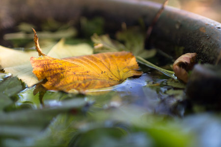 An autumn leaf Emerges, or sinks, into the water.の写真素材