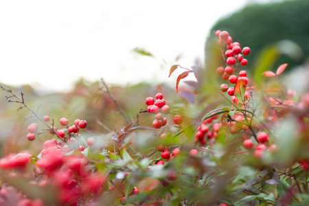 Red fruits announce the coming of Christmas.の写真素材