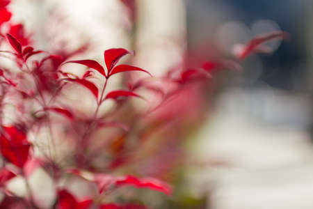 Extreme close-up of a decorative plant red.の写真素材