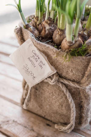 Cache-pot with roots yuta of daffodils.の写真素材