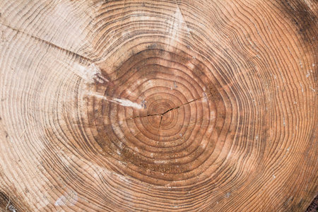 A tree trunk cut with chainsaw.
