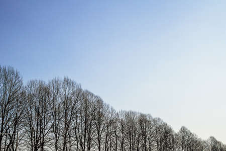 A row of trees in progression, from highest to lowest.の写真素材