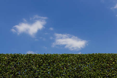 A hedge after pruning, with blue sky and clouds in the background.の写真素材