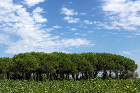 Group of mediterranean pine trees and on the background a bright sky with clouds.の写真素材