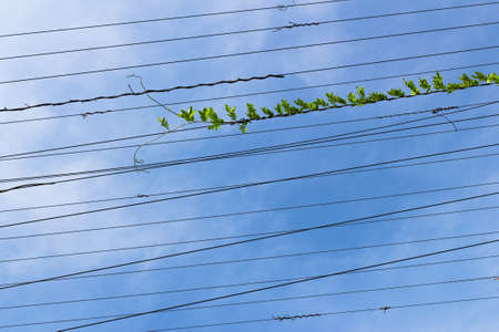 Climbing plant on electric cable with blue sky in the background.の写真素材