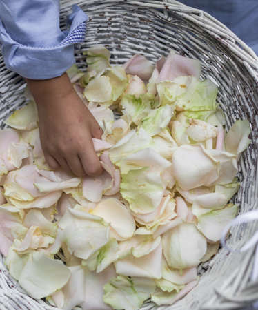 Hands grab rose petals in a wicker basket.の写真素材