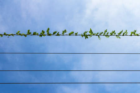 Climbing plant on electric cable with blue sky in the background.の写真素材