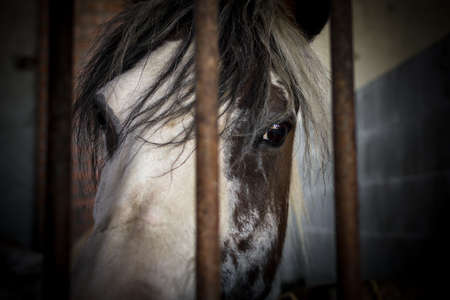 Close up of a horse behind the bars of a stable.の写真素材