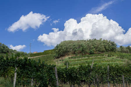 Italian cultivation of vines in the hills.の写真素材