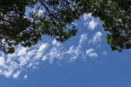 A blue skies bright, with clouds, framed by tree branches.の写真素材