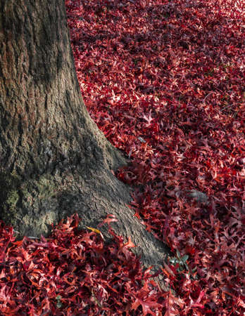 Carpet of fallen red leaves at the foot of a tree.の写真素材