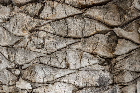 Front view with detail of the bark of a palm treeの写真素材