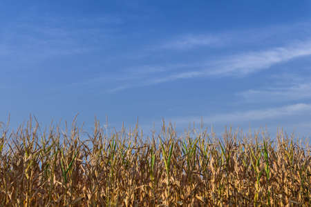 Horizontal shot of a wheat field with blue sky in the background.の写真素材