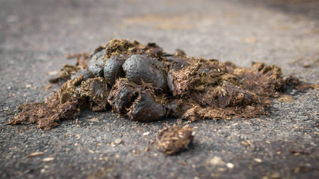 A pile of horse manure on a paved road. The manure is high in hay and straw.