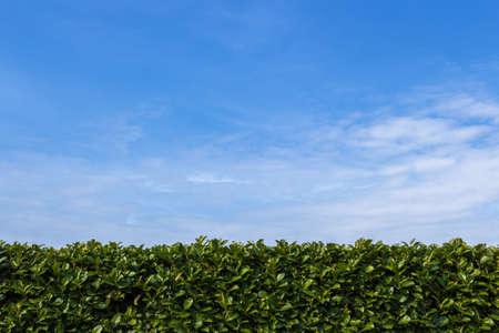 Big hedge against a blue sky, suitable as background or setting.の写真素材