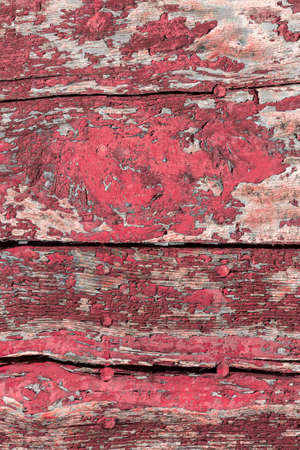 Fuchsia background. Old paint cracked on a wooden planks.の写真素材