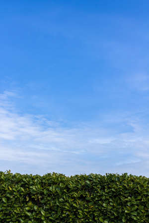 Big hedge against a blue sky, suitable as background or setting.の写真素材