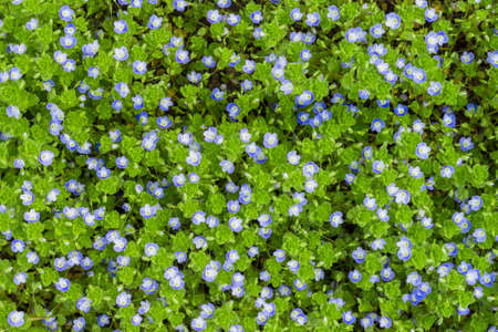 Veronica filiformis (Slender speedwell) in natural habitat.の写真素材