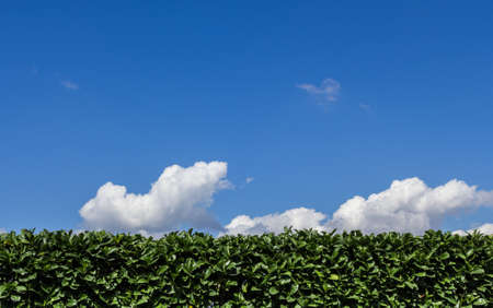 Hedge trimmed with blue sky and clouds in the background.の写真素材