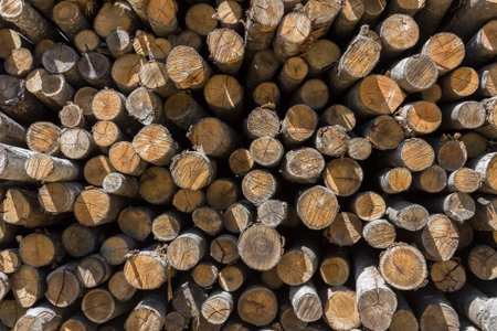 Pile of wood logs ready for winter. Stack of firewood as background.