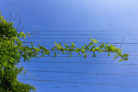 Steel cables with green climbing plants against blue skyの写真素材