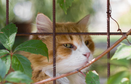 Cat lying in cages with sad expression. Extreme close-up. Defocused blurry background.