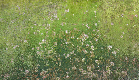Old cracked decay wall background covered in green moss and moldの写真素材