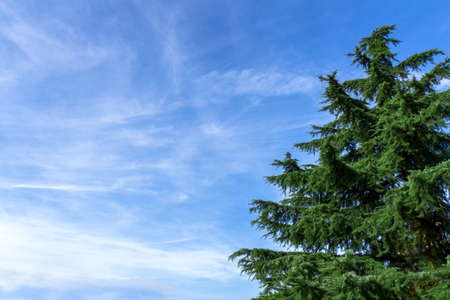 Big evergreen tree against the blue sky 
in the afternoon lightの写真素材