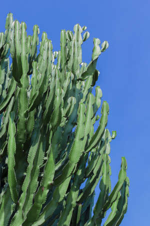 Branches of tall cactus against clear skyの写真素材