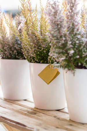 Three pots with the planted bush of heather on a wooden table. Shallow DOF. Defocused blurry background.の写真素材