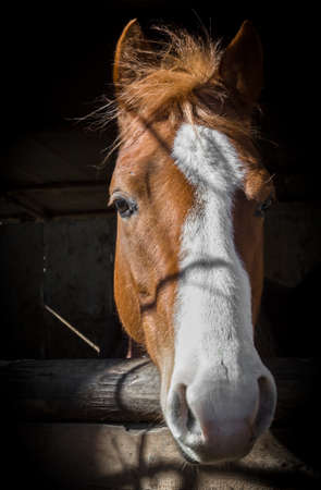 Horse portrait on dark and blurred backgroundの写真素材