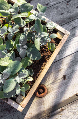 Sage plants in a wooden pot on a grunge table. Shallow depth of field. Top view.の写真素材
