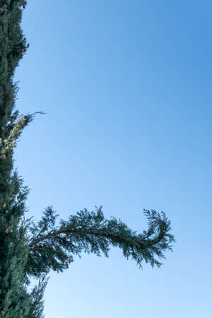Branch of a tree against blue sky close upの写真素材