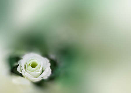 Unfocused blur blossoming rose. Abstract light flower background and soft card. Ideal for your loving messages.の写真素材