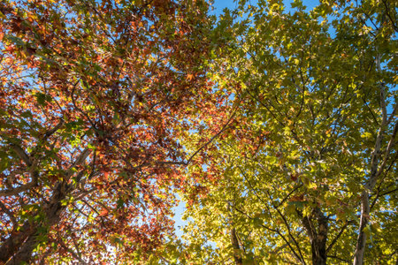 Autumn trees. On background a blue sky in a sunny day. Bottom view.の写真素材