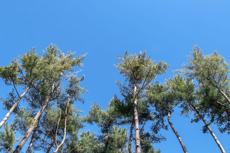 Italy. Evergreen Mediterranean trees with clear sky in the background. Bottom view.
