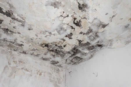 Moss and Mold spots on the ceiling on wall due to poor air ventilation and high humidity. Harm to health.の写真素材