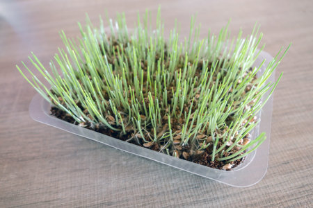 Cat grass. Useful food for the digestion of cats and a healthy stomach. Green grass is grown in a container specifically for cats.の写真素材