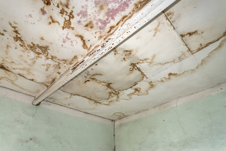 Strong mildew in large stains is located on interior wall in apartmentの写真素材