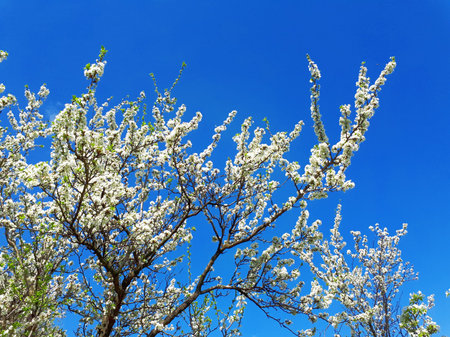 Spring bloomiong tree in east Serbia,near city of Bor