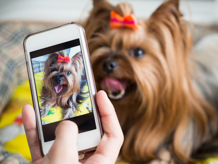 A woman's hand holds a smartphone and takes a picture of a little dogの写真素材