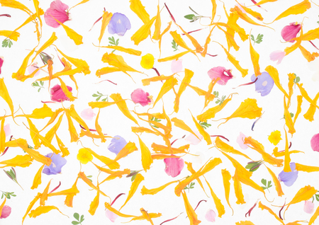 Petals of withered flowers on a white backgroundの写真素材